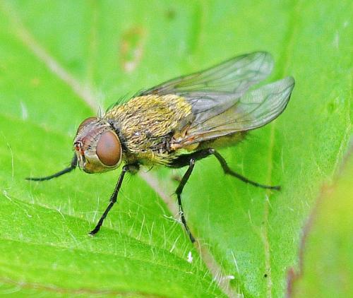 Réf. 353 134 : Pollenia sp.